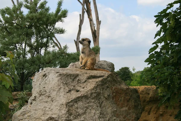 Meerkat Piedra Animales Africanos —  Fotos de Stock
