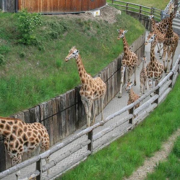 2009 Prag Tjeckien Besättningen Giraffer Promenader Parken Vackra Djur Världen — Stockfoto