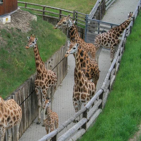 2009 Prag Tjeckien Besättningen Giraffer Promenader Parken Vackra Djur Världen — Stockfoto