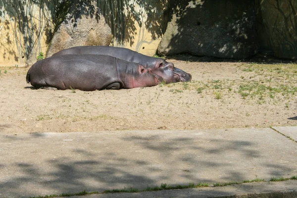 2009 Prague République Tchèque Quelques Hippopotames Allongés Sur Sable — Photo