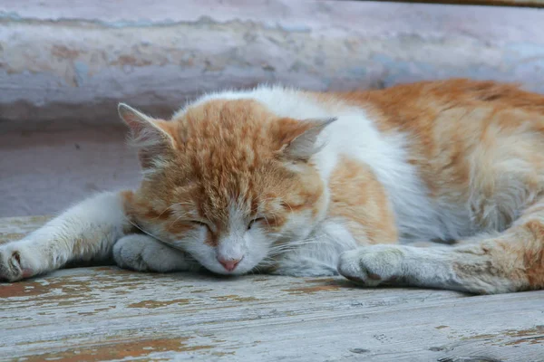 2009 Rostov Russia Cute Sleeping Cat Close Resting Animals — Stock Photo, Image