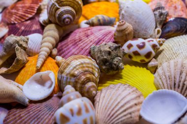 Renkli deniz kabuklarını arka plan. Kavram meslek dinlenmek için hazırlama. Yaz rahatlatıcı kavramı. Yumuşakçalar çeşitliliği.
