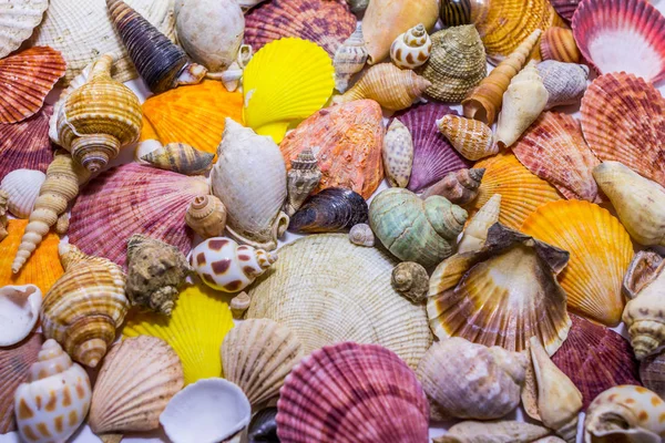 Background Colorful Seashells Concept Preparing Vocational Rest Concept Summer Relaxing — Stock Photo, Image