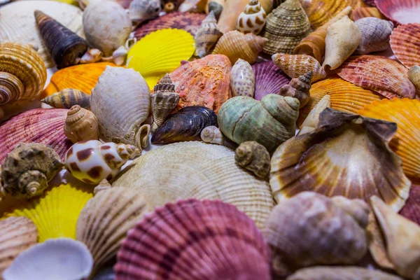 Background Colorful Seashells Concept Preparing Vocational Rest Concept Summer Relaxing — Stock Photo, Image