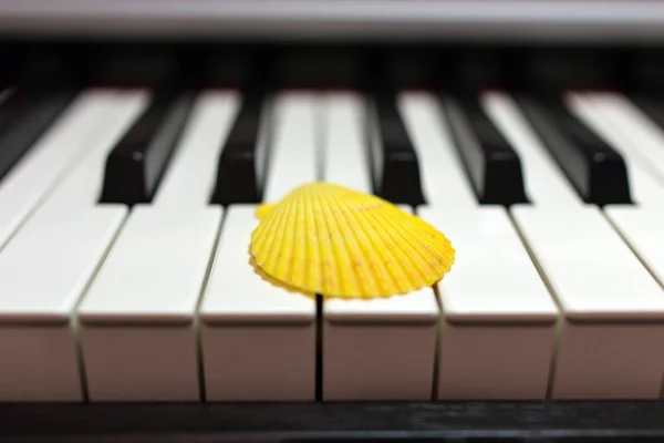 Složení Mušlí Piano Klávesnici Pojetí Hudby Oceánu Jediného Žluté Mušle — Stock fotografie