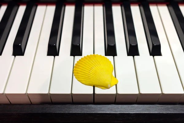 Composition of seashells on the piano keyboard. Concept of music and ocean. A single yellow seashell on the piano keyboard.