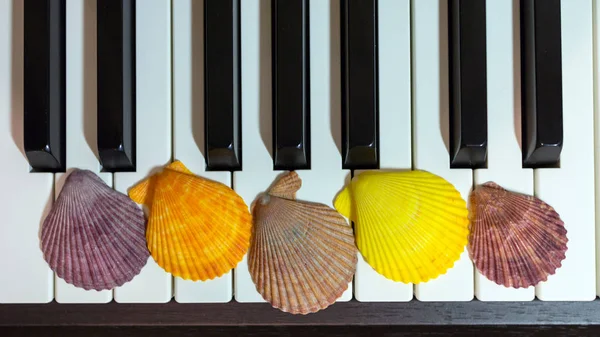 Composition Colorful Seashells Piano Keyboard Concept Music Ocean Concept Sea — Stock Photo, Image