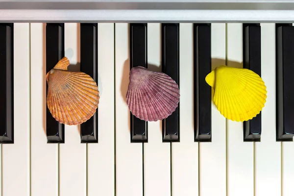 Composición Conchas Marinas Teclado Del Piano Concepto Música Océano Tres — Foto de Stock