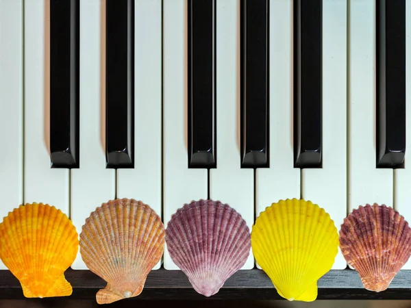 Composition Colorful Seashells Piano Keyboard Concept Music Ocean Concept Sea — Stock Photo, Image