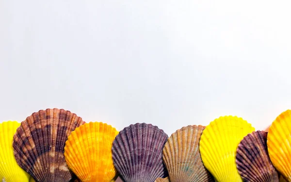 Ansichtkaart Met Kleurrijke Schelpen Witte Achtergrond Heldere Multicolor Schelpen Achtergrond — Stockfoto