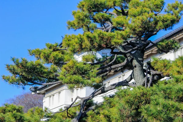 2013 Τόκιο Ιαπωνία Αυθεντικό Κτήριο Στο Έδαφος Από Παλάτι Αυτοκράτορας — Φωτογραφία Αρχείου