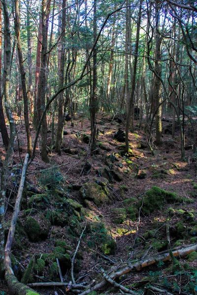 2013 Japan Wald Aokigahara Winter Gefährliche Orte Japan — Stockfoto