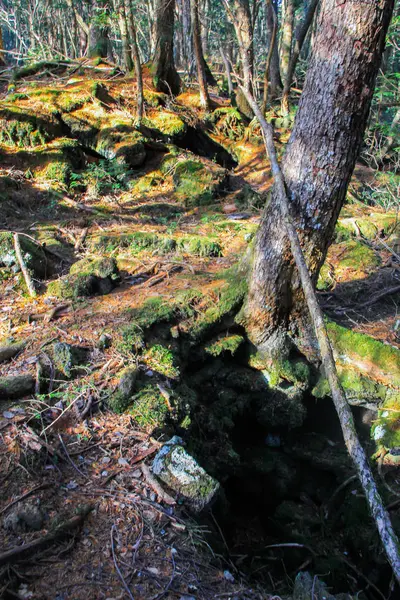 2013 Japan Forest Aokigahara Het Winterseizoen Gevaarlijke Plaatsen Van Japan — Stockfoto