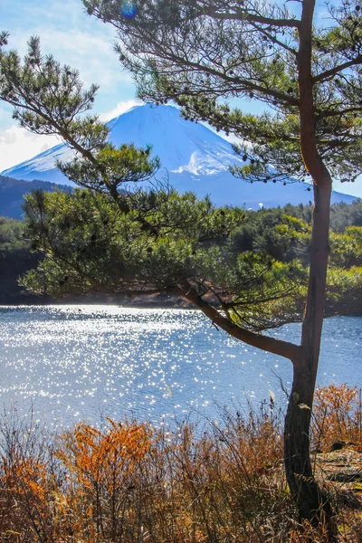 富士山 森と湖の冬の風景 日本の自然 世界で有名な美しい場所 富士の背景に松の木 — ストック写真