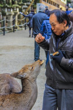 2013.01.05, Nara, Japonya. Grup Nara Parkı yürüme yerliler. İnsanlar Japonya.