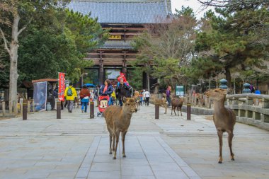 2013.01.05, Nara, Japonya. Grup Nara Parkı yürüme yerliler. İnsanlar Japonya.