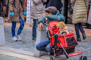 2013.01.05, Nara, Japonya. Küçük köpek bebek arabası oturan bir adam. Komik hayvanlar.