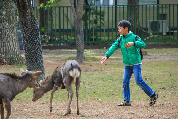 2013 Nara Japón Pequeño Chico Local Jugando Corriendo Con Ciervos —  Fotos de Stock