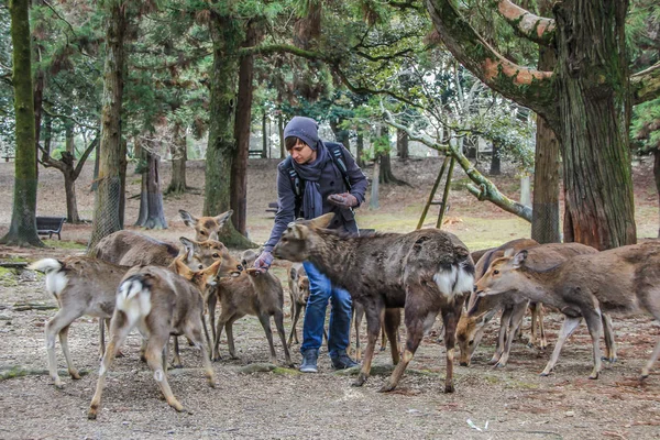 2013 Nara Japón Joven Local Alimentando Ciervos Parque Personas Animales —  Fotos de Stock