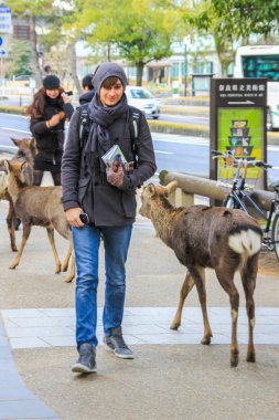2013.01.05, Nara, Japonya. Genç yerel adam parkta geyikler besleme. İnsanlar ve hayvanlar şehir.