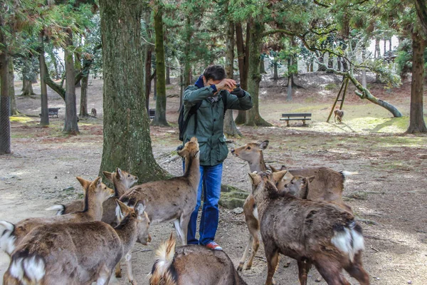 2013 Nara Japón Joven Local Alimentando Ciervos Parque Personas Animales —  Fotos de Stock