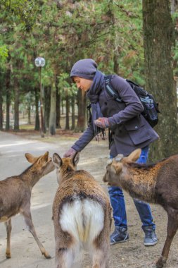 2013.01.05, Nara, Japonya. Genç yerel adam parkta geyikler besleme. İnsanlar ve hayvanlar şehir.