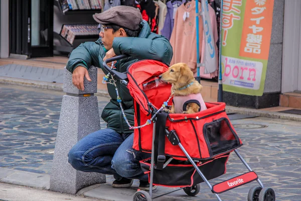 2013 Nara Japan Man Little Dog Sitting Baby Buggy Funny — Stock Photo, Image