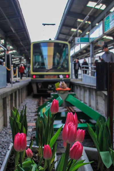 2013 日本镰仓 铁路上火车和郁金香的正面景观 — 图库照片