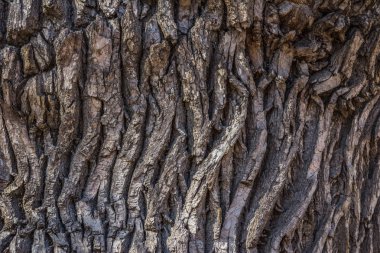 en eski meşe ağacının kabuğu dokusu. doğal doku yakın çekim.