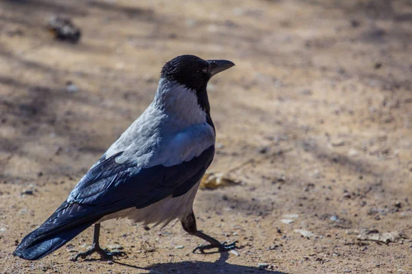 Kraai Wandelen Het Park Grijze Zwarte Vogel Close — Stockfoto