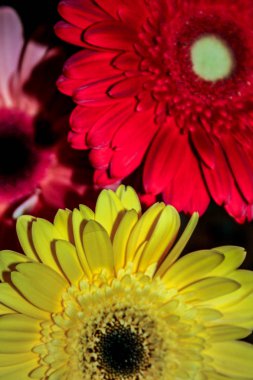 Parlak ve renkli gerberas çiçekler yakın. Güzel ve dünyanın en iyi çiçekleri.