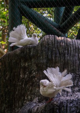 kabarık konakları ile iki beyaz güvercin ağaç üzerinde oturan.