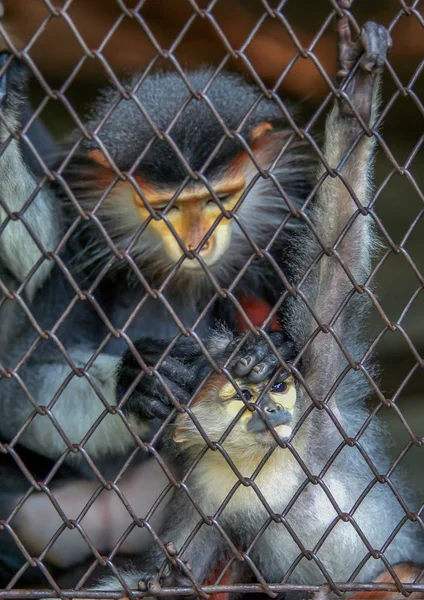 Matka Dziecko Małpa Kratkami Śliczne Zwierzęta Zoo — Zdjęcie stockowe