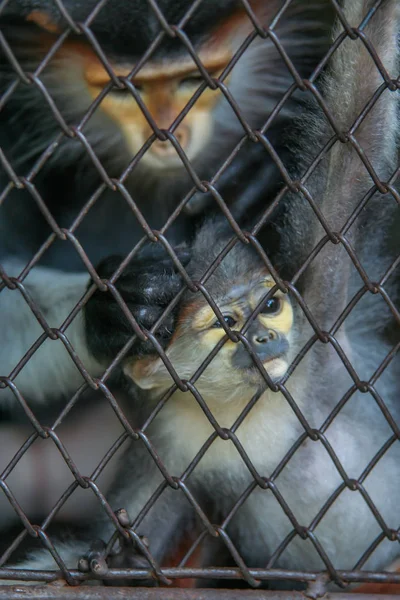 Mère Bébé Singe Derrière Les Barreaux Animaux Mignons Dans Zoo — Photo