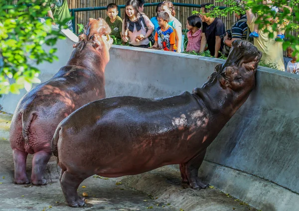 2011 Bangkok Thailand Touristen Füttern Flusspferde Zoo Menschen Und Tiere — Stockfoto