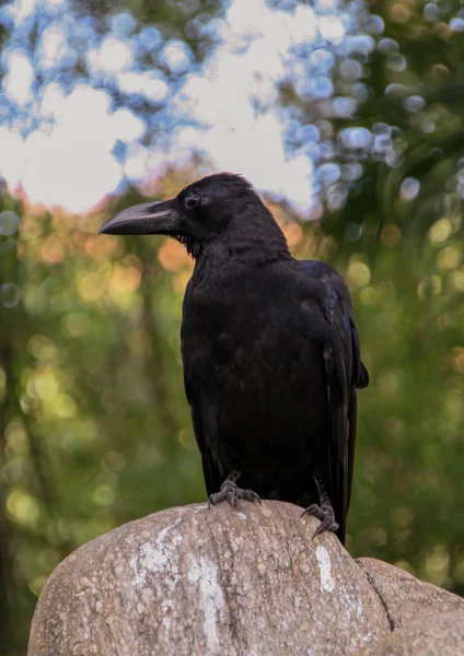 Schwarze Krone Sitzt Auf Dem Felsen — Stockfoto