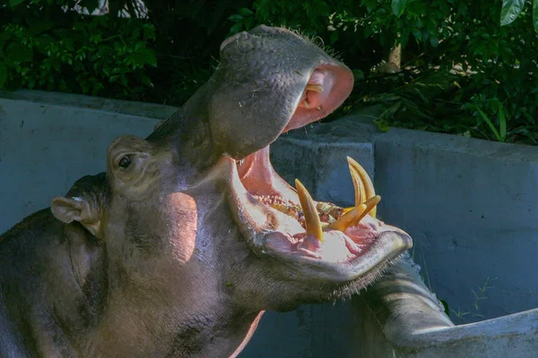 Retrato Visão Lateral Hipopótamo Com Boca Aberta Retrato Bonito Hipopótamo — Fotografia de Stock