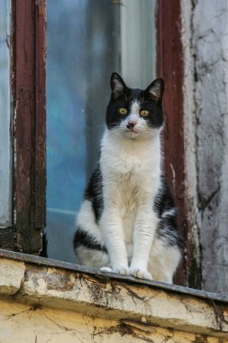 2010.04.11, Moskova, Rusya. Şehirdeki sevimli evcil hayvanlar. Pencerede oturan siyah beyaz kedi.