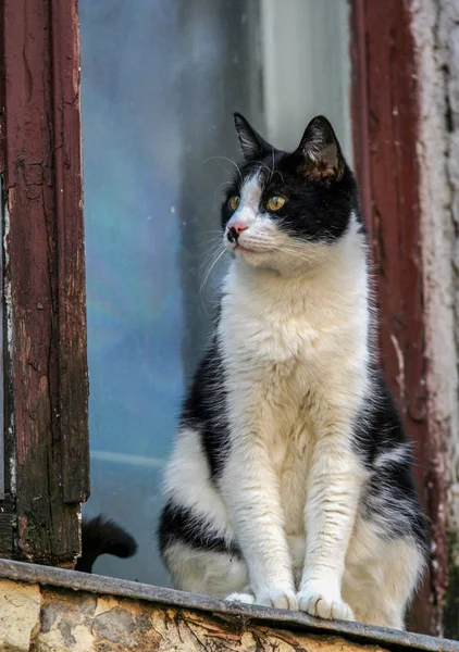 2010 莫斯科 俄罗斯 可爱的宠物在城市 黑白猫坐在窗户上 — 图库照片