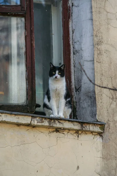 2010 莫斯科 俄罗斯 可爱的宠物在城市 黑白猫坐在窗户上 — 图库照片