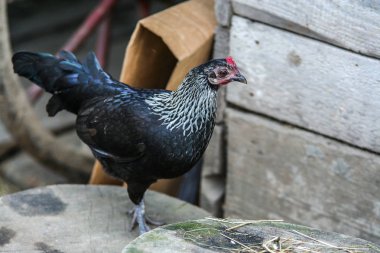 2010.04.17, Istra, Rusya. Köy bahçesinde yürüyen sevimli siyah hen.