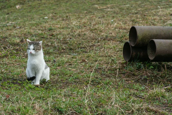 2010 Istra Federacja Rosyjska Kot Siedzi Trawie Przez Metalowe Rury — Zdjęcie stockowe
