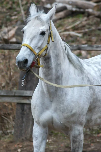 2010 Istra Russia Beautiful Horse Running Circle Cute Pets Close — Stock Photo, Image