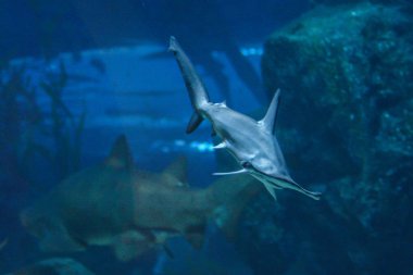 çekiç balık başka bir şehir akvaryumda yüzer.