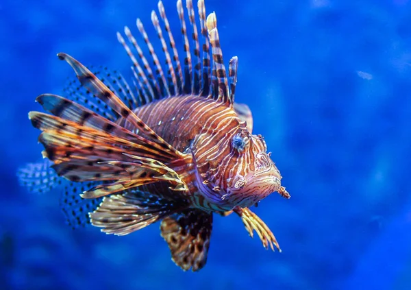 Lionfish Vermelho Dos Peixes Recife Coral Perigosos Animais Belos Perigosos — Fotografia de Stock