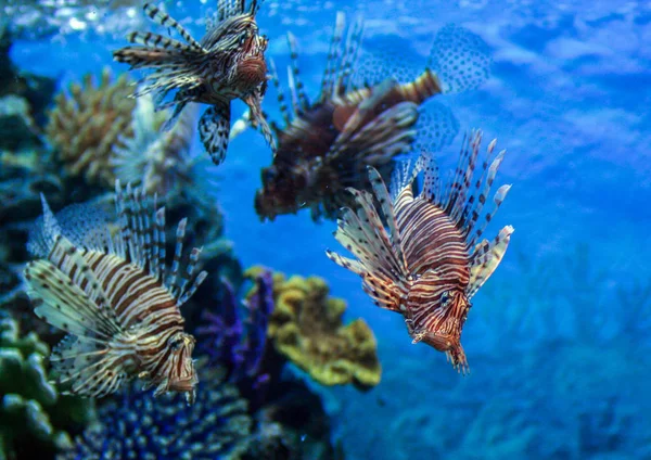 Red lionfish - one of the dangerous coral reef fish. Beautiful and dangerous animals.