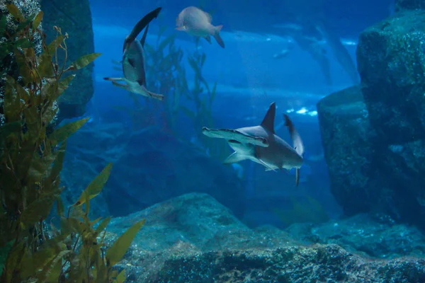 ハンマー魚は別の1と都市の水族館で泳ぐ — ストック写真