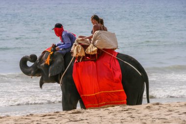 2011.05.04, Phuket, Tayland. Turistler sahil şeridi boyunca bir fil sürme. Phuket sahilinde eğlence.