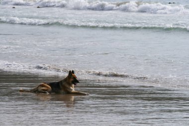 2011.05.02, Phuket, Tayland. Okyanus dalgalarında sahilde yatan Alman çoban köpeği.