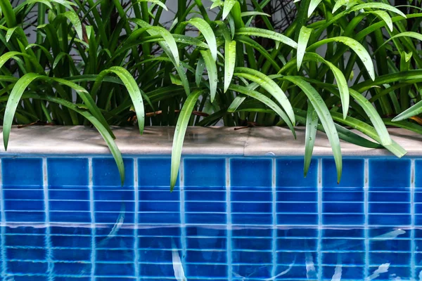 2011 Phuket Thailand Planten Bij Het Zwembad Reflecties Het Water — Stockfoto